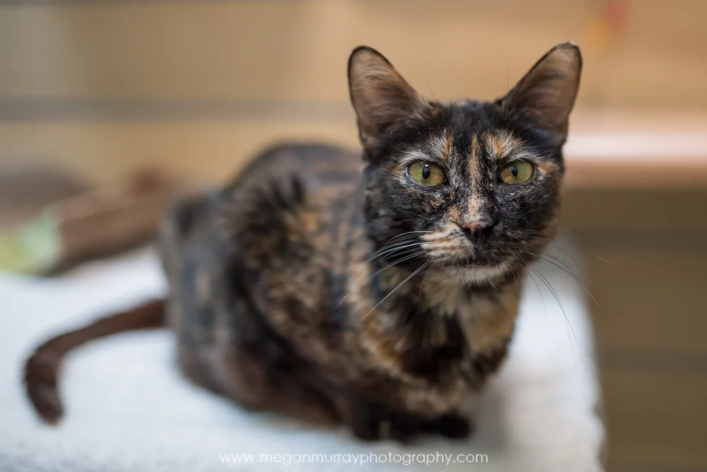 Houston cat cheap shelter
